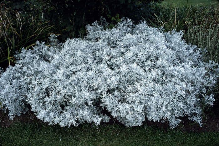 dusty miller