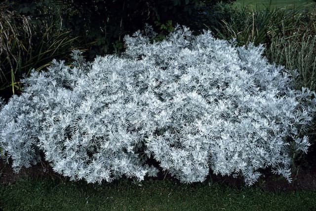 Dusty miller