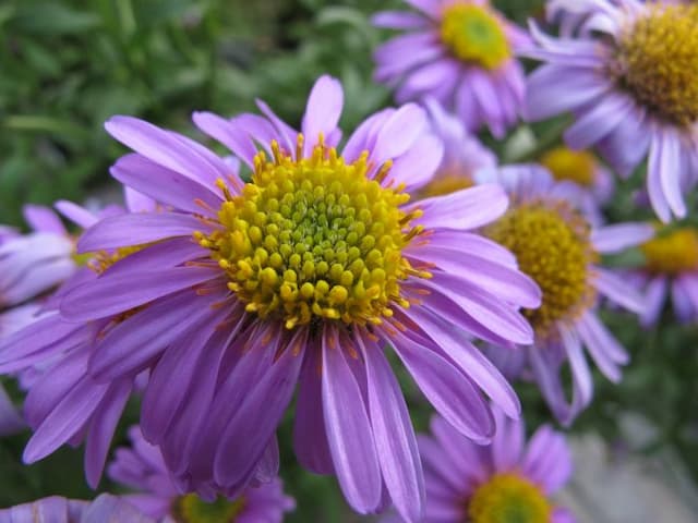 Aster 'Flora's Delight'