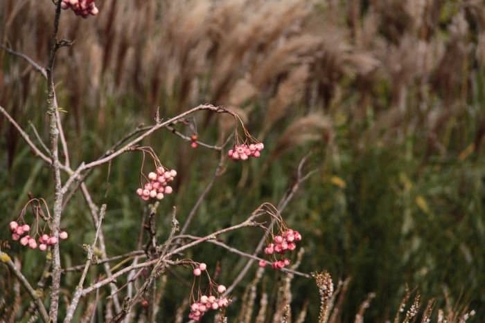 Rowan 'Rosiness'