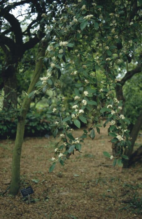 cotoneaster 'Hybridus Pendulus'