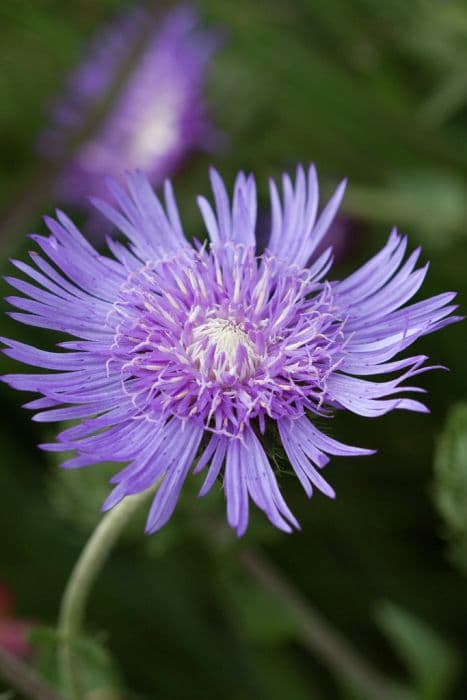 Stokes' aster 'Omega Skyrocket'