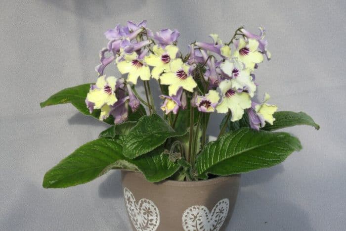 Cape primrose 'Lemon Sorbet'