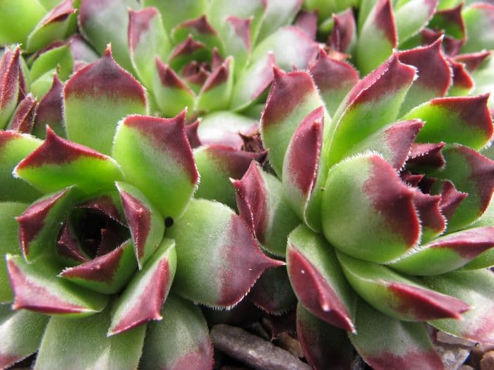 houseleek 'Guillaumes'