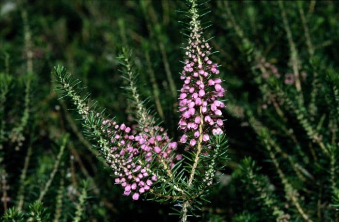 Cornish heath 'Mrs D.F. Maxwell'