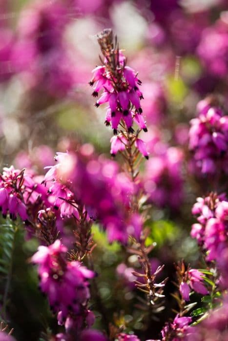 heather 'Wintersonne'