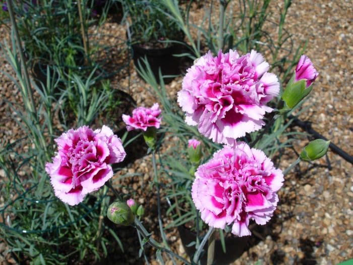 carnation 'Coquette'