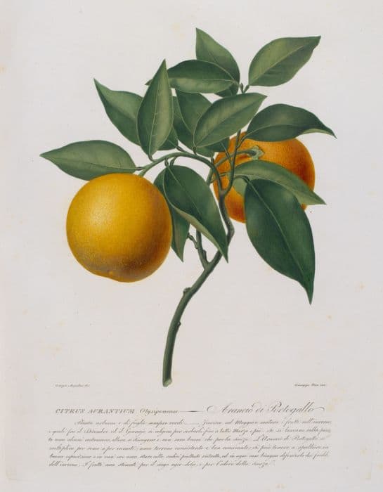 Seville orange