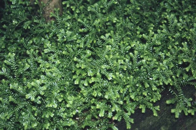 Kraus's clubmoss