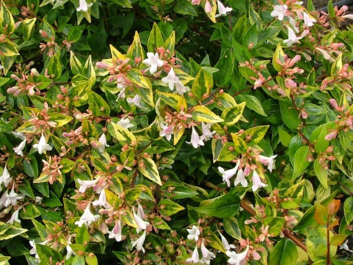 abelia 'Francis Mason'