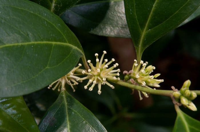 three-vein-leaved sarcococca