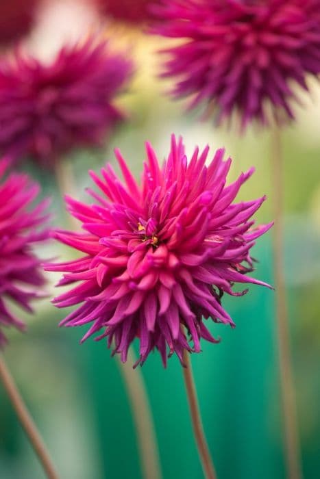 dahlia 'Weston Buccaneer'