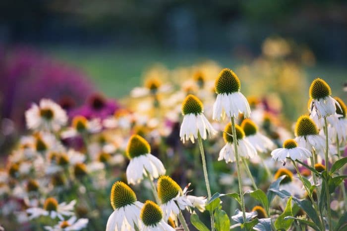 purple coneflower 'Alba'