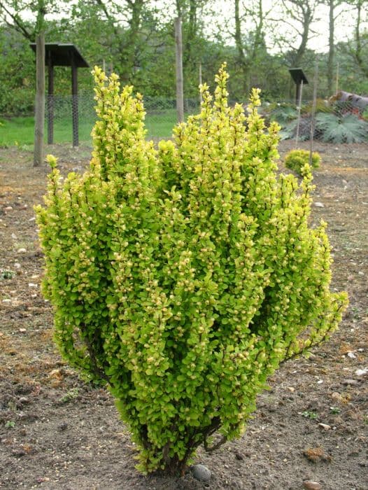 Japanese barberry 'Golden Rocket'