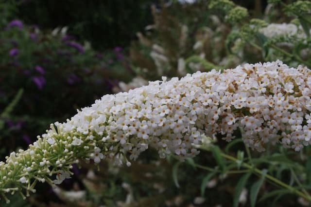 Butterfly bush 'Pixie White'