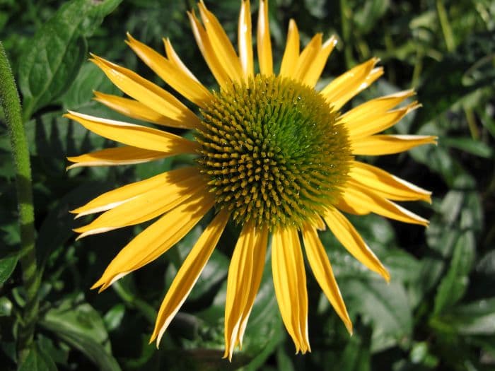 coneflower 'Harvest Moon'