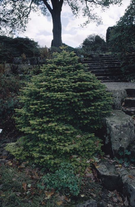 Caucasian fir 'Golden Spreader'