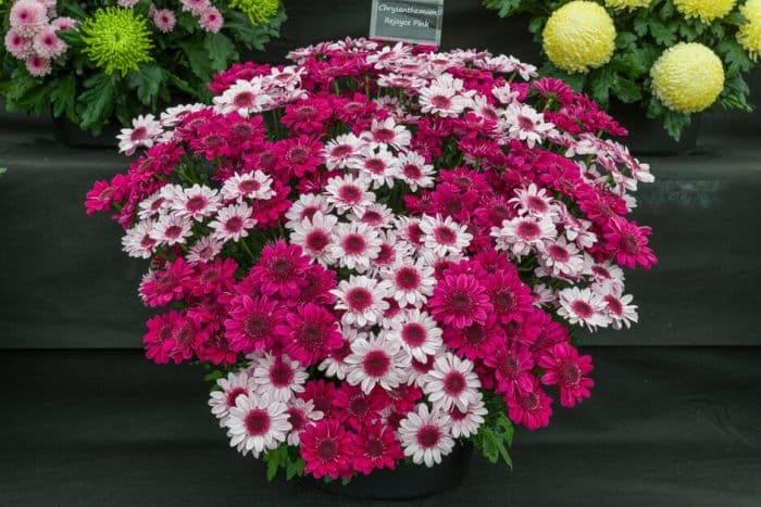 chrysanthemum 'Rejoyce Pink'