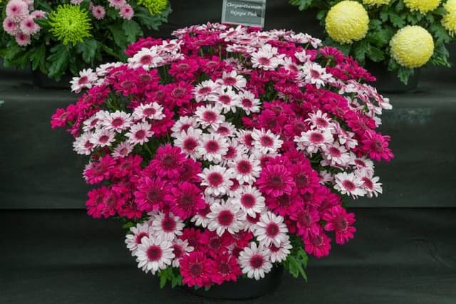 Chrysanthemum 'Rejoyce Pink'