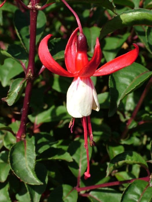 fuchsia 'Conspicua'