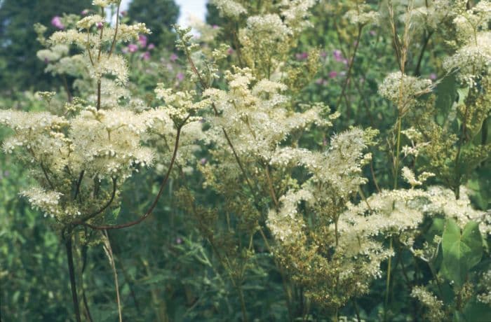 meadowsweet