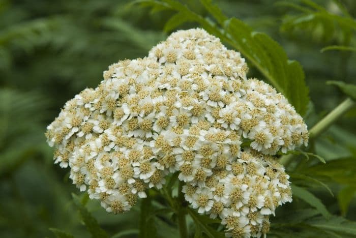 large-leaved yarrow