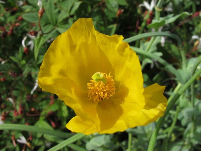 yellow horned poppy