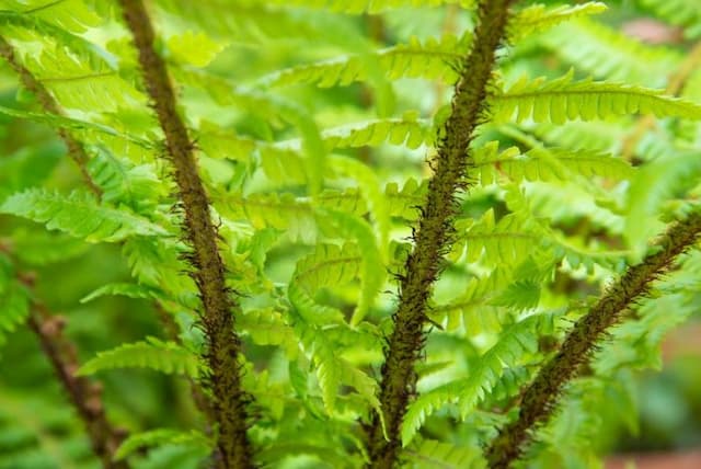 Thick-stemmed wood fern