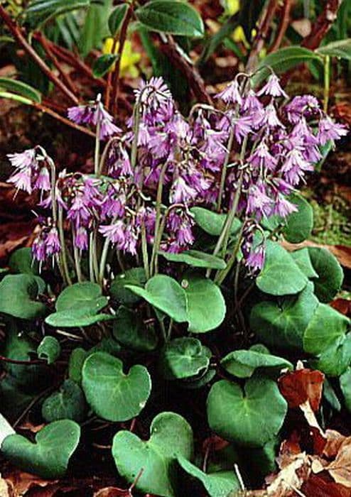 alpine snowbell