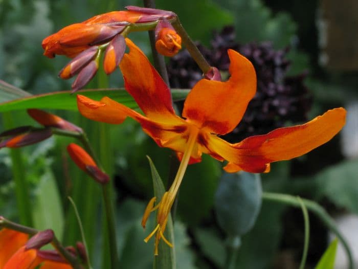 montbretia 'Emily McKenzie'