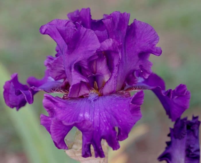 iris 'Oh! Susannah'