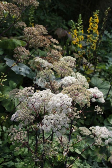 wild angelica