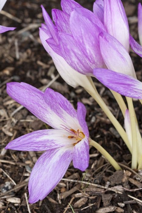 meadow saffron 'The Giant'