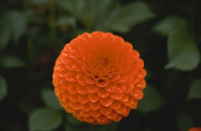 dahlia 'Karenglen'