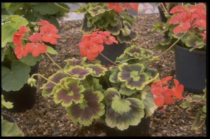 pelargonium 'Cariboo Gold'