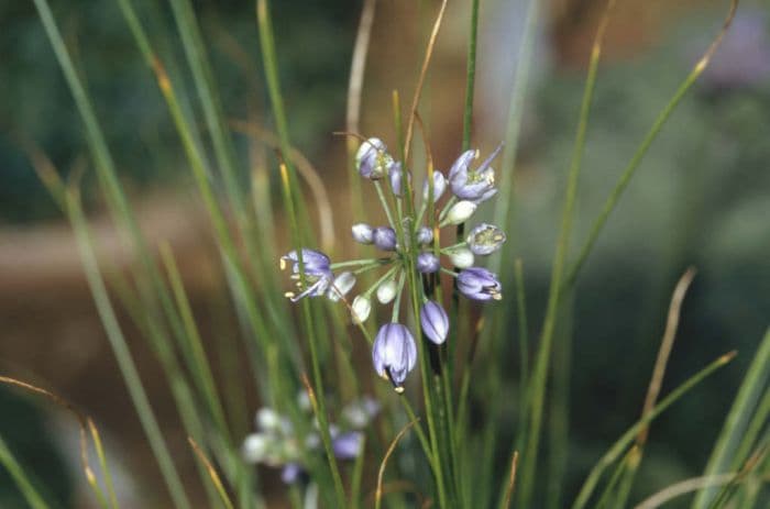 dark blue garlic