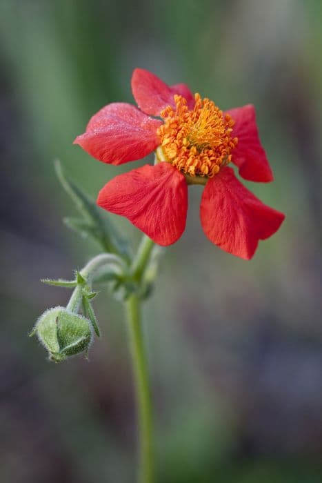 dwarf orange avens