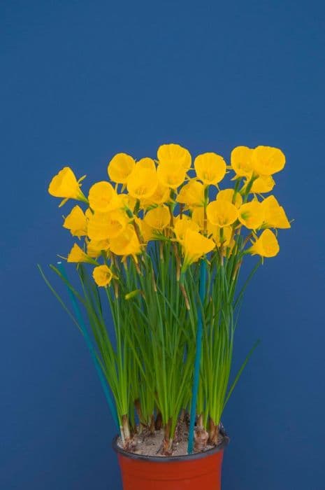 daffodil 'Oxford Gold'