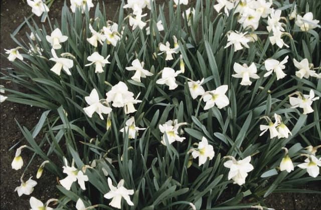 Daffodil 'Desdemona'