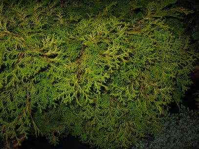 Hinoki cypress 'Kamarachiba'