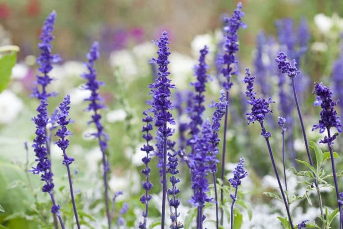 mealy cup sage 'Victoria'