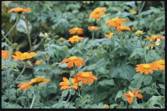 Mexican sunflower