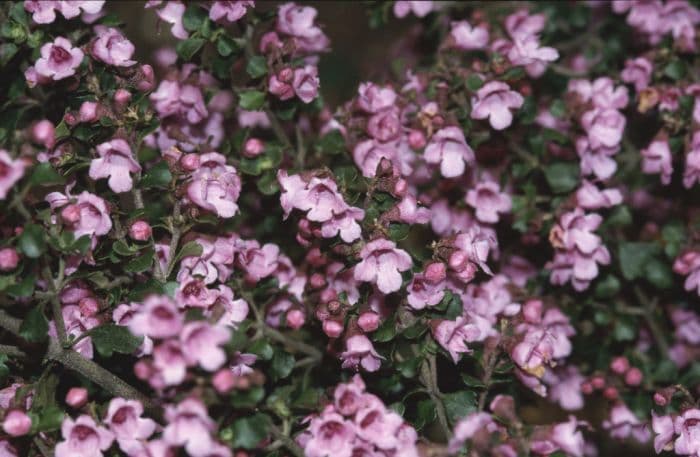 pink round-leaf mintbush