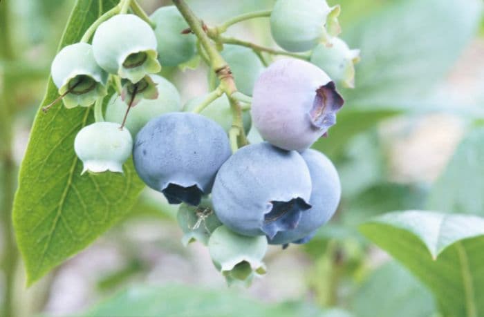 blueberry 'Spartan'