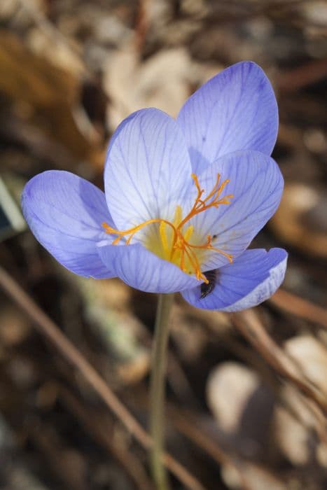 Bieberstein's crocus 'Cassiope'