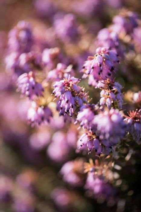 heather 'Mary Helen'