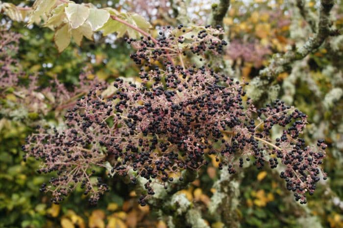 angelica tree 'Variegata'