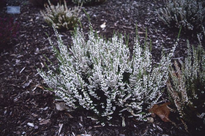 heather 'Spring Cream'