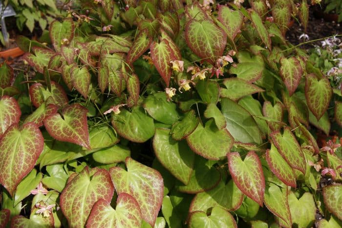 barrenwort 'Cupreum'