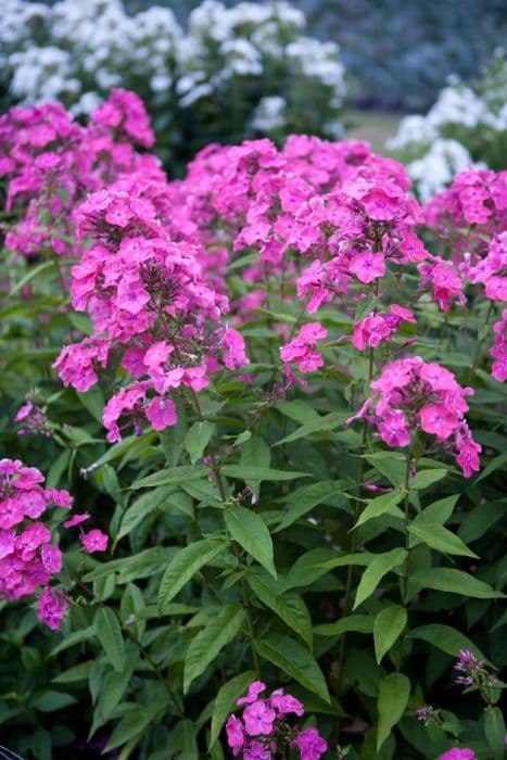 perennial phlox 'Rijnstroom'